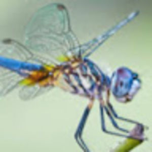 Meet your Posher, Merileigh